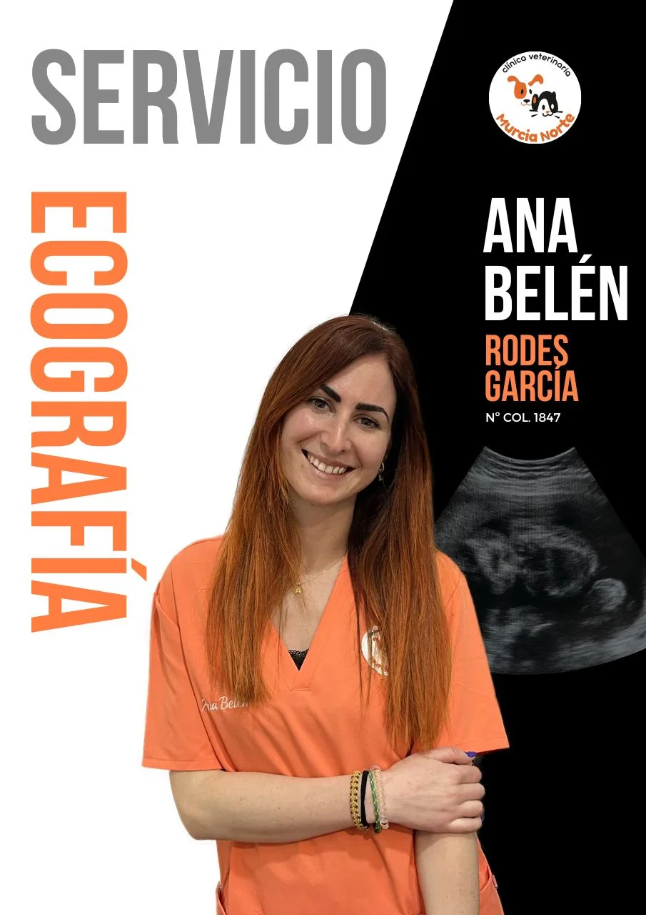 Ana Belén Rodes García ecografista veterinaria en Murcia, estudio ecográfico abdominal, ecocardiografía, diagnóstico por imagen, pruebas de imagen